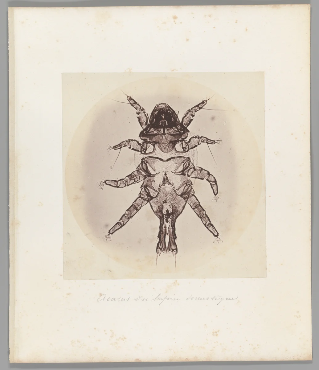 [Untitled] by Auguste-Adolphe Bertsch, photograph, 1853-1857