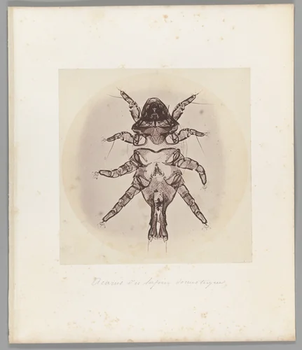 [Untitled] by Auguste-Adolphe Bertsch, photograph, 1853-1857