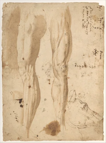 Studies of the Leg of a Man and a Horse's Head (recto); sketches of the back of a man's left shoulder and a chained (?) figure. by Central Italian, drawing, 1525-1550