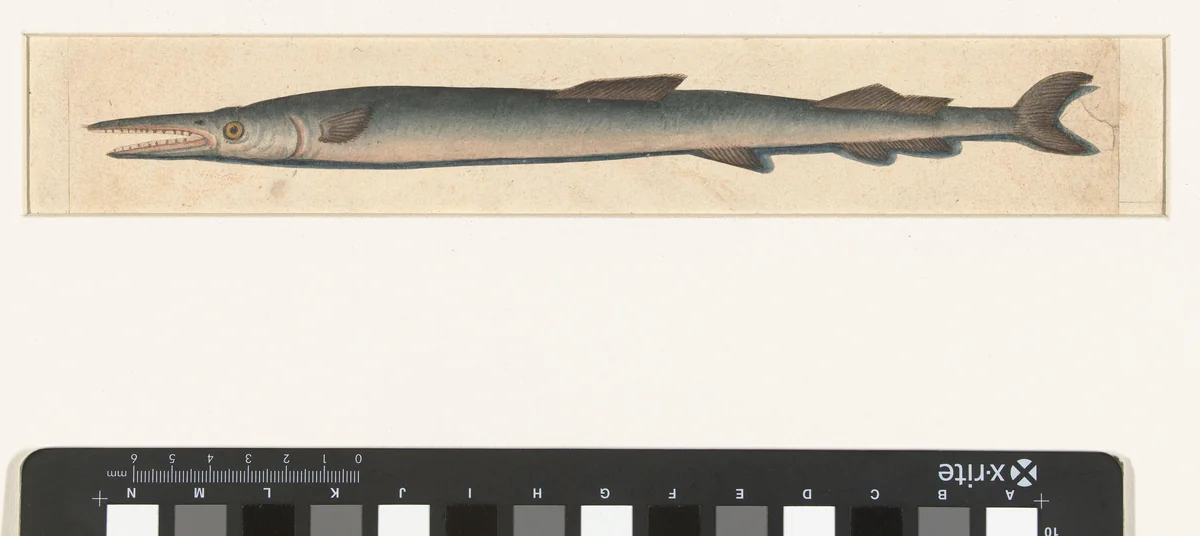 Pijlsnoek by anonymous, drawing, 1560-1585