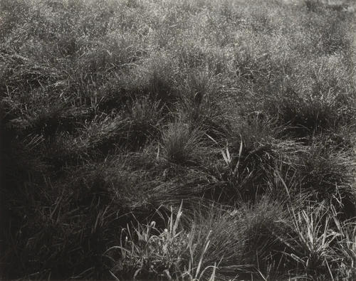 Grasses by Alfred Stieglitz, photograph, 1933