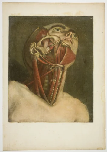 Neck Muscles, plate three from Complete musculature in Natural Size and Color by Jacques Fabien Gautier D'Agoty, print, 1746