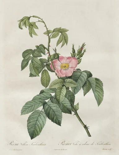 Les Roses: Rosa Villosa Terebenthina by Henry Joseph Redouté, print, 1817-1824