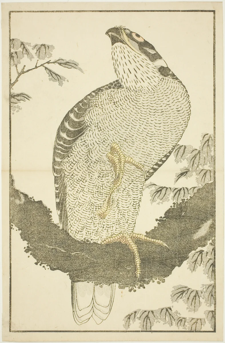 Hawk, from The Picture Book of Realistic Paintings of Hokusai (Hokusai shashin gafu) by Katsushika Hokusai (葛飾 北斎), print, 1809-1819