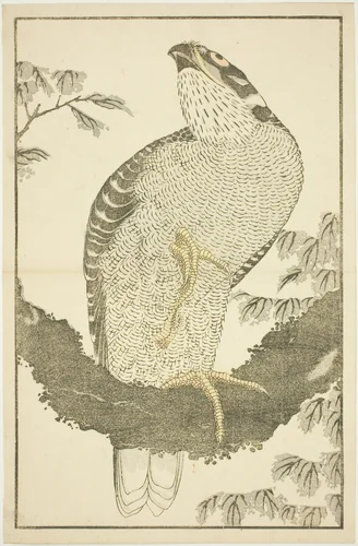 Hawk, from The Picture Book of Realistic Paintings of Hokusai (Hokusai shashin gafu) by Katsushika Hokusai (葛飾 北斎), print, 1809-1819