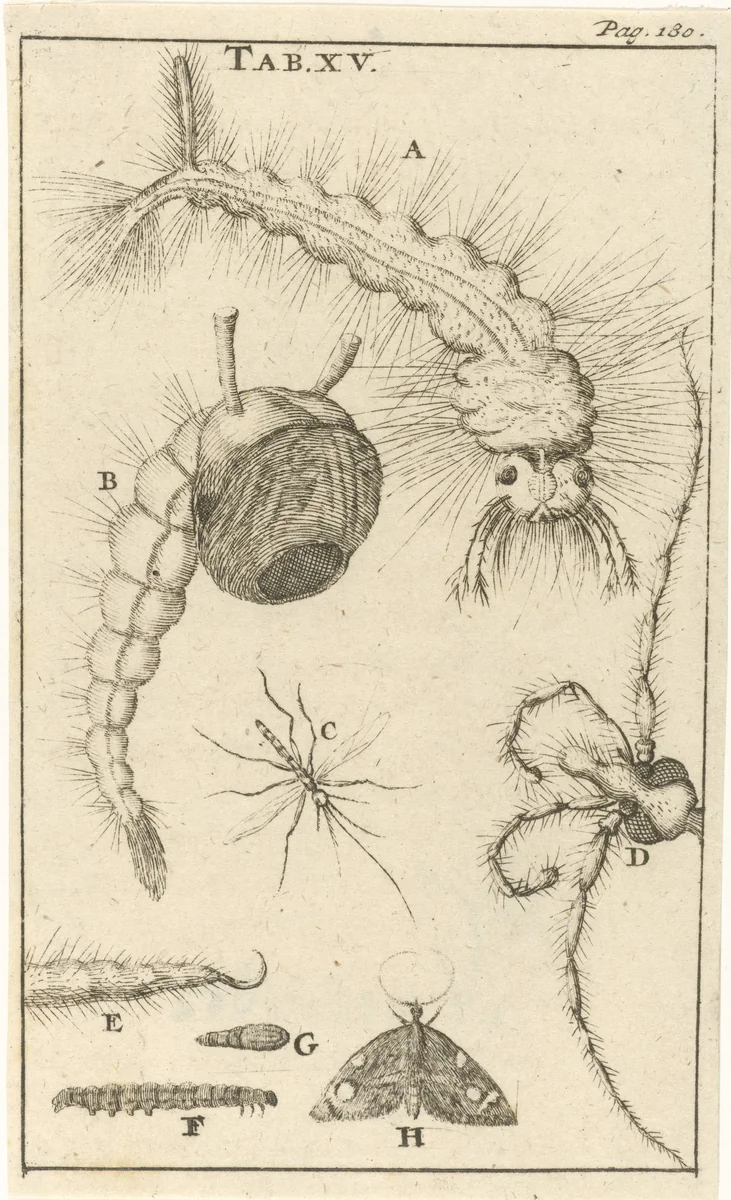 Muggen XV by Jan Luyken, print, 1680