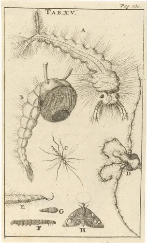 Muggen XV by Jan Luyken, print, 1680
