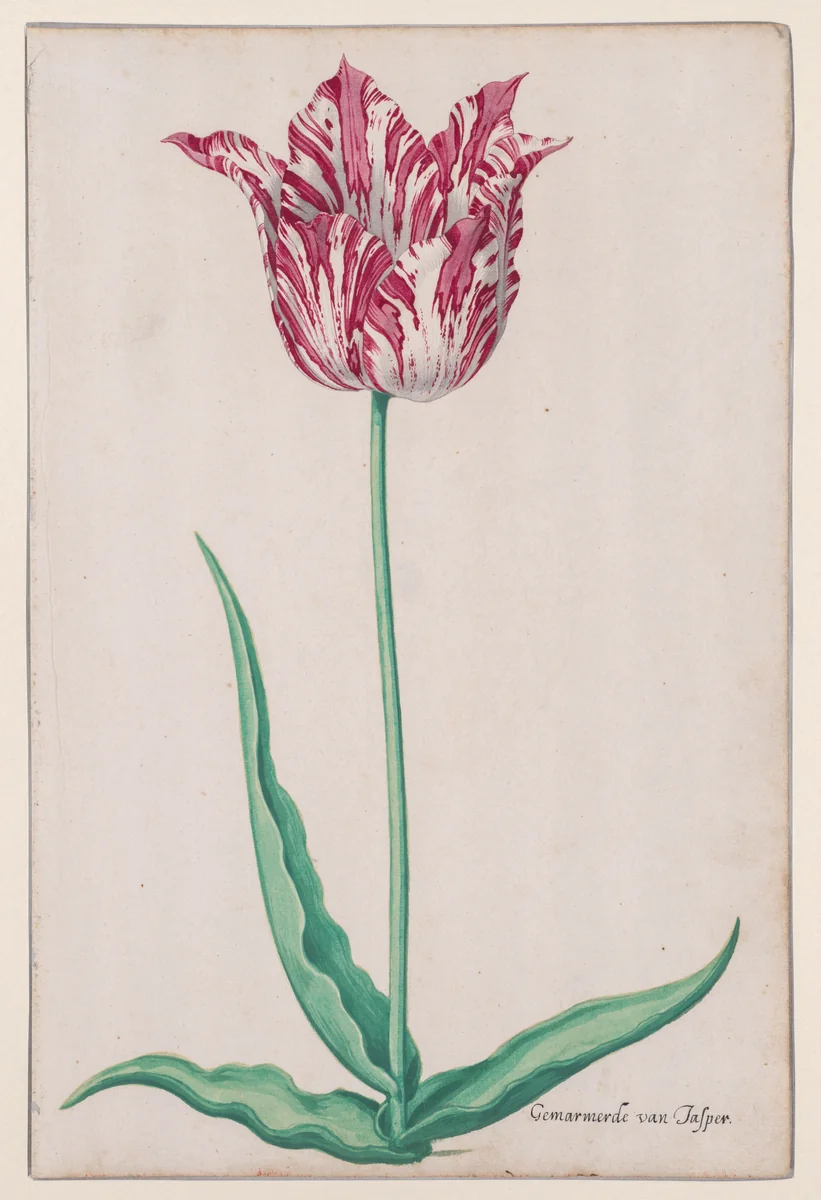 Study of a Tulip (Gemarmerde van Jasper) by Pieter Holsteyn, drawing, 1640-1650