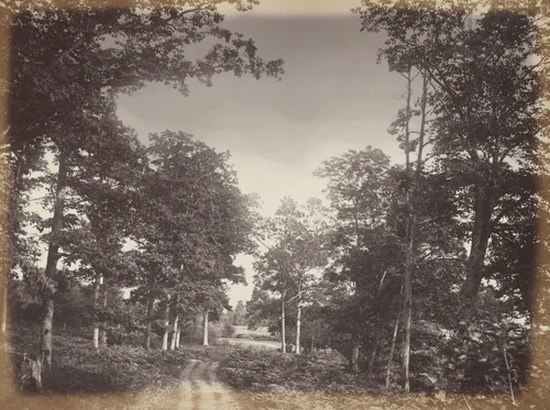 Oak Wood on the Ottawa River by Alexander Henderson, photograph, 1865
