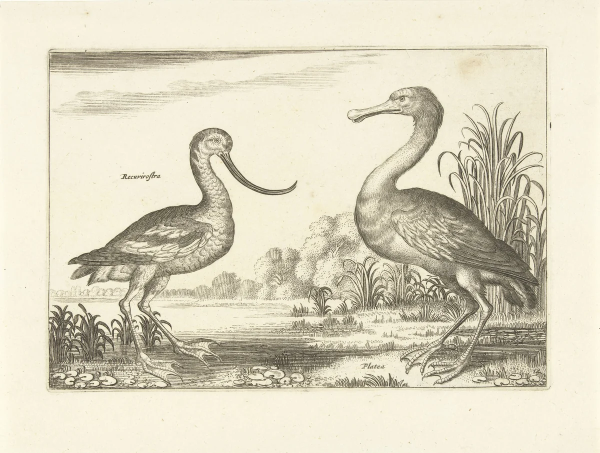Twee waadvogels in een rivierlandschap by anonymous, print, 1659
