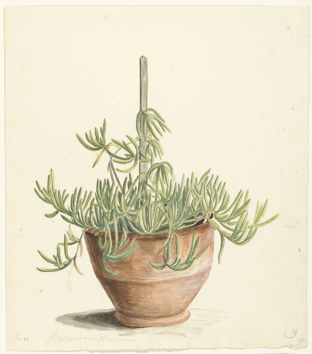 Mesembryanthemum uit de familie der Aizoaceae by Laurens Vincentsz. van der Vinne, drawing, 1668-1729