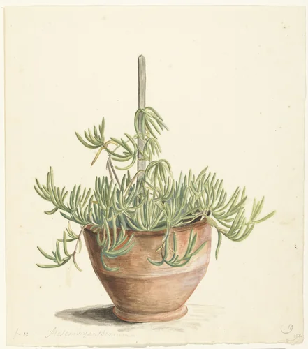 Mesembryanthemum uit de familie der Aizoaceae by Laurens Vincentsz. van der Vinne, drawing, 1668-1729