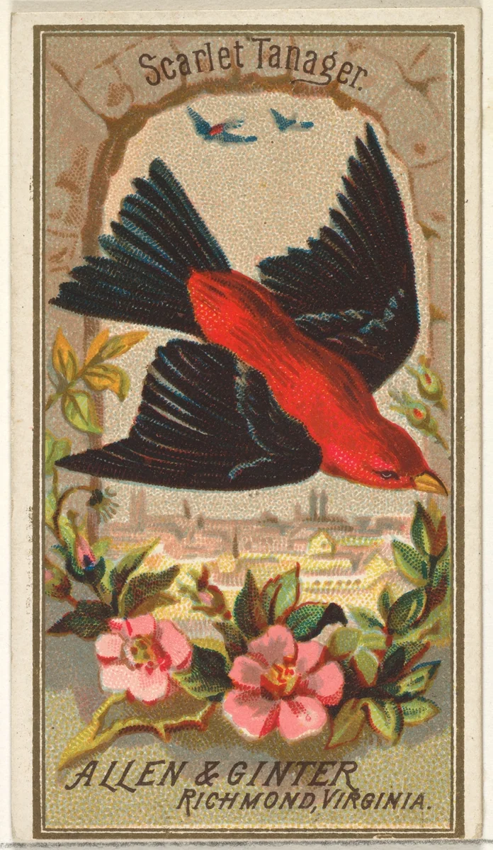Scarlet Tanager, from the Birds of America series (N4) for Allen & Ginter Cigarettes Brands by Allen & Ginter, print, 1888