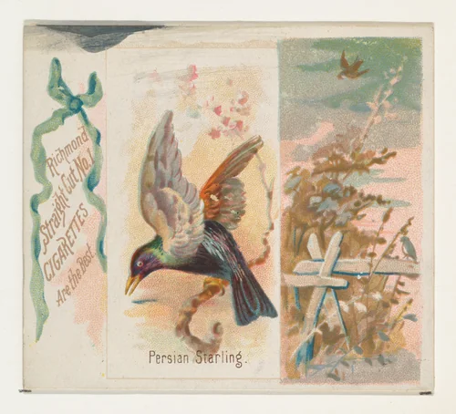 Persian Starling, from the Song Birds of the World series (N42) for Allen & Ginter Cigarettes by Allen & Ginter, print, 1890