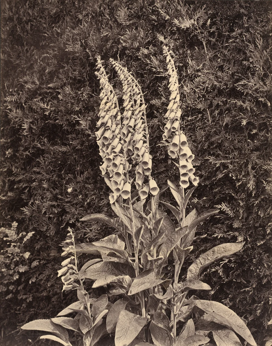 Foxgloves by Frank Mason Good, photograph, 1860-1869