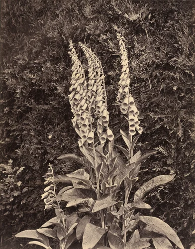 Foxgloves by Frank Mason Good, photograph, 1860-1869