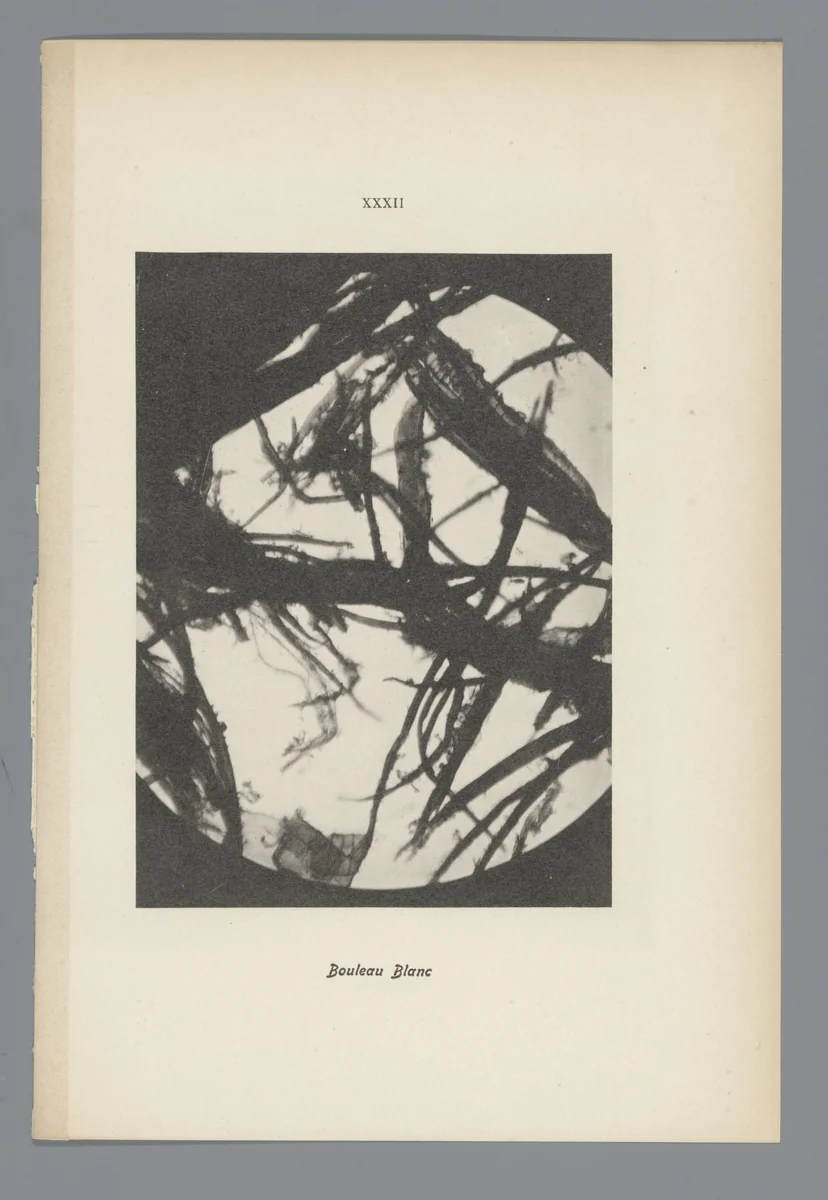 Microfoto’s van papiervezels by anonymous, photograph, 1900