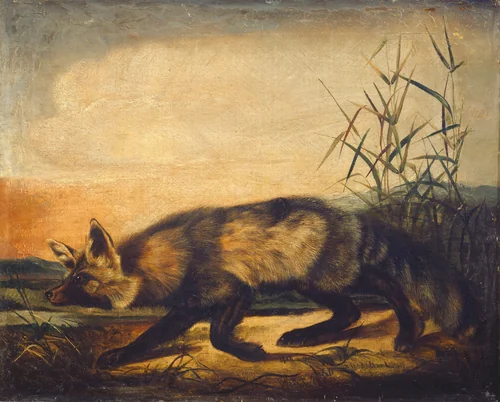 Long-Tailed Red Fox by John Woodhouse Audubon, painting, 1848-1854