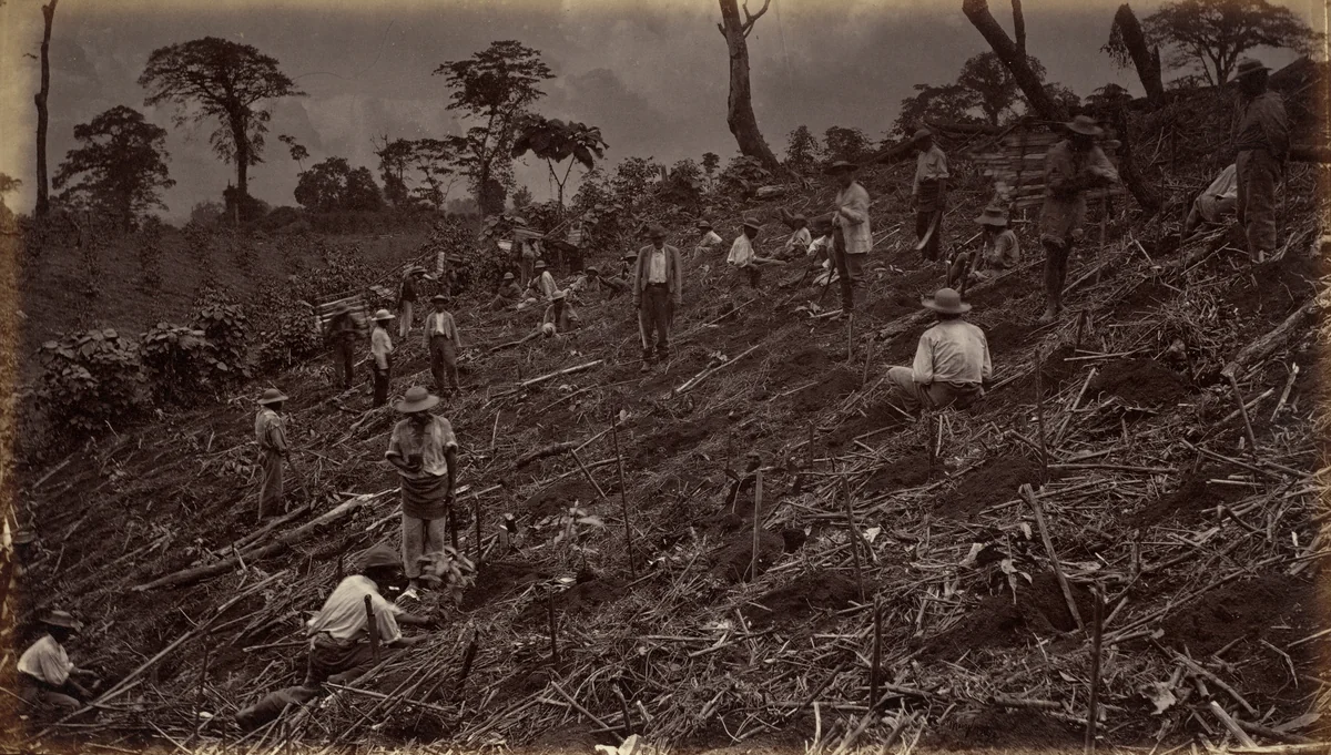 Setting out a Coffee Plantation at Antigua de Guatemala by Eadweard Muybridge, photograph, 1875
