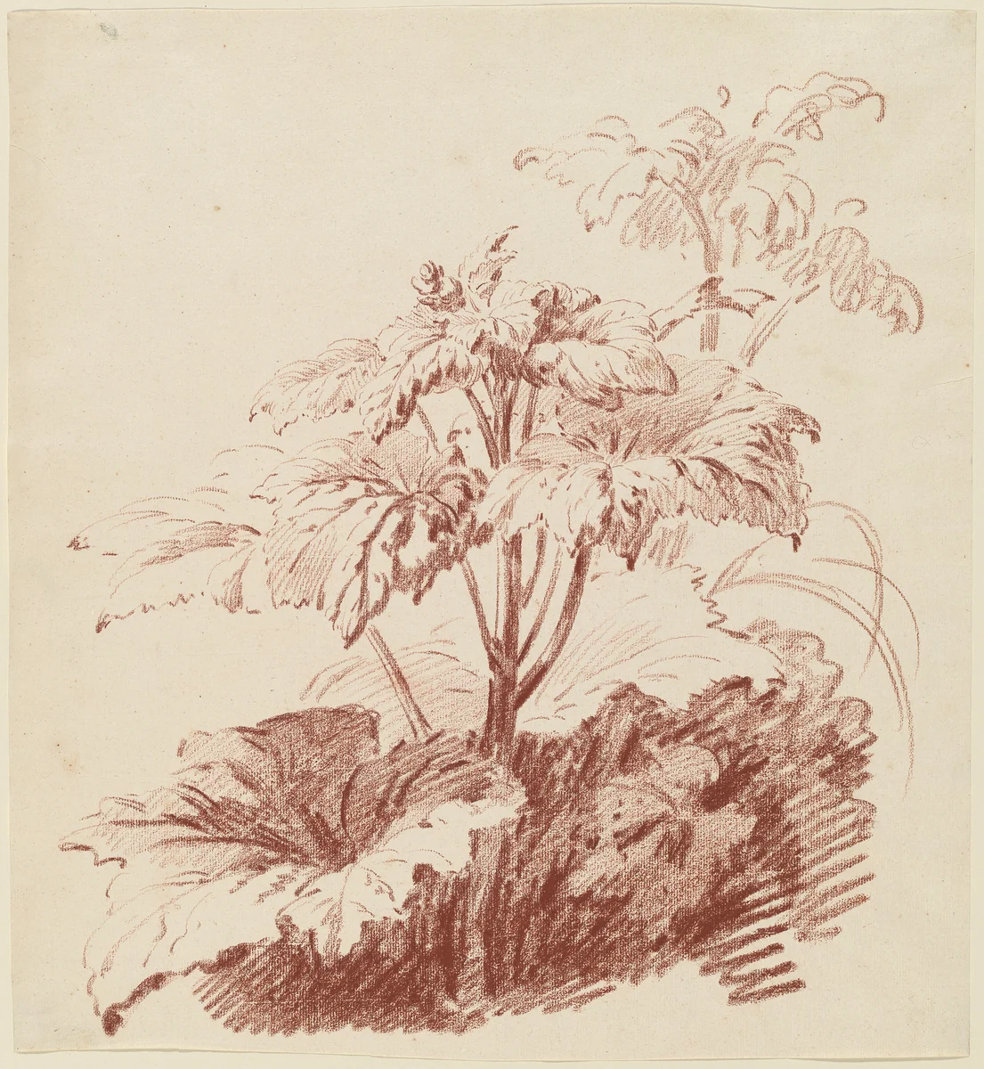 Flowering Plant with Buds by Jean-Baptiste Hüet, drawing, 1762-1767
