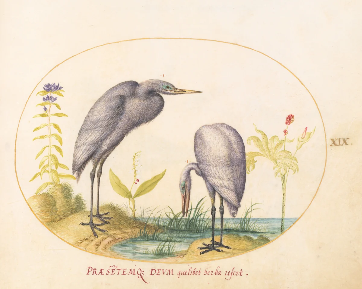 Plate 19: Two Great Egrets with Green Breeding Masks by Joris Hoefnagel, drawing, 1570-1599