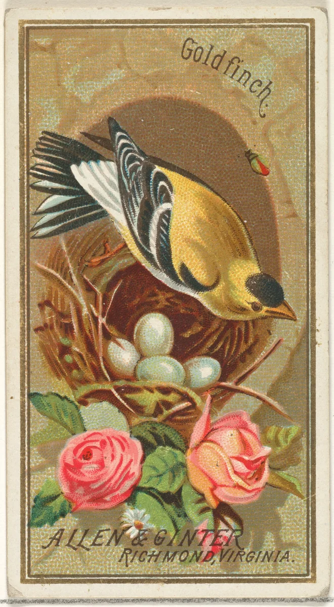 Goldfinch, from the Birds of America series (N4) for Allen & Ginter Cigarettes Brands by Allen & Ginter, print, 1888