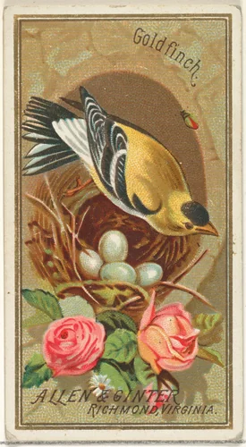 Goldfinch, from the Birds of America series (N4) for Allen & Ginter Cigarettes Brands by Allen & Ginter, print, 1888