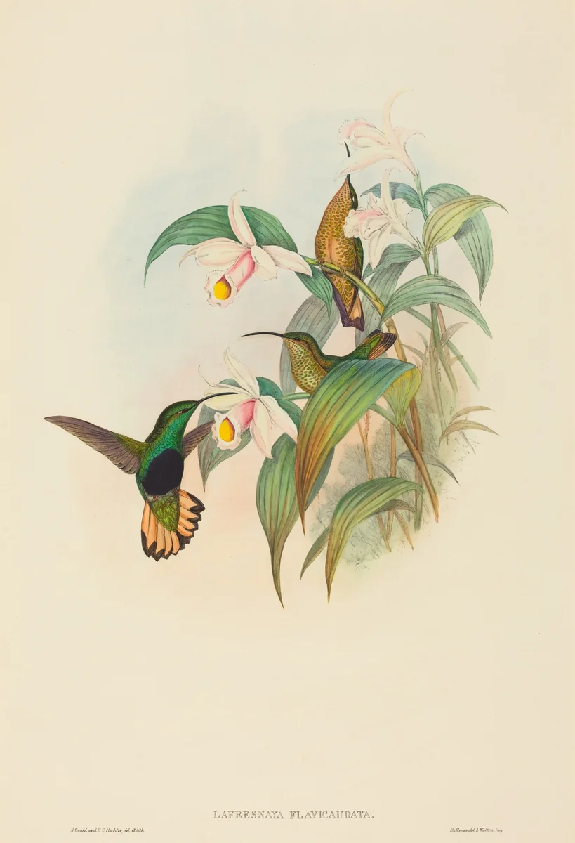 Lafresnaya flavicaudata (Buff-tailed Velvet-breast) by John Gould, print, 1804-1881