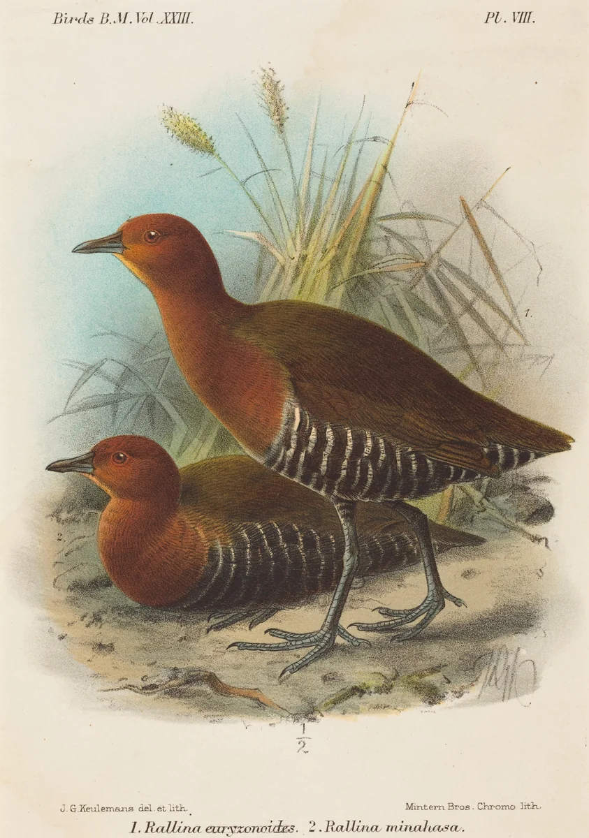 Birds of Philippines by John Gerrard Keulemans, print, 1780-1899