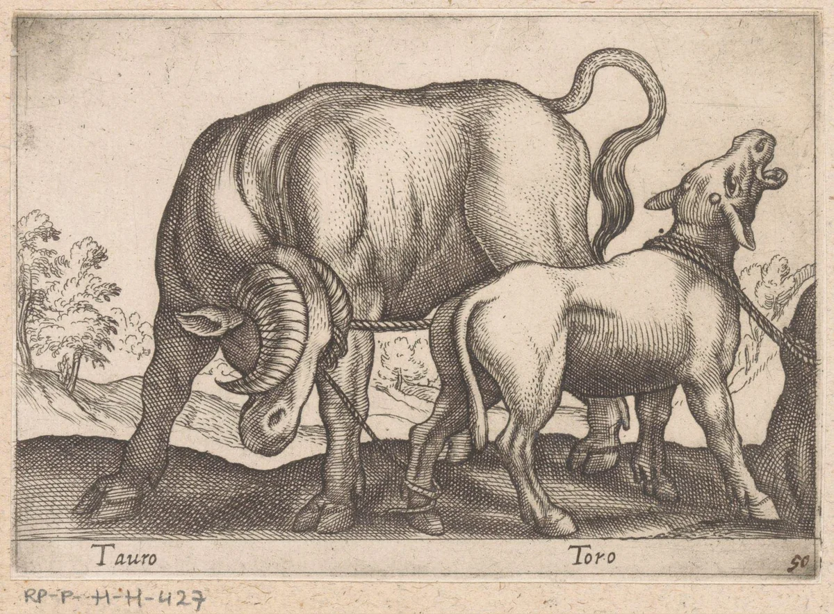 Volwassen en een jonge stier by Antonio Tempesta, print, 1565-1630