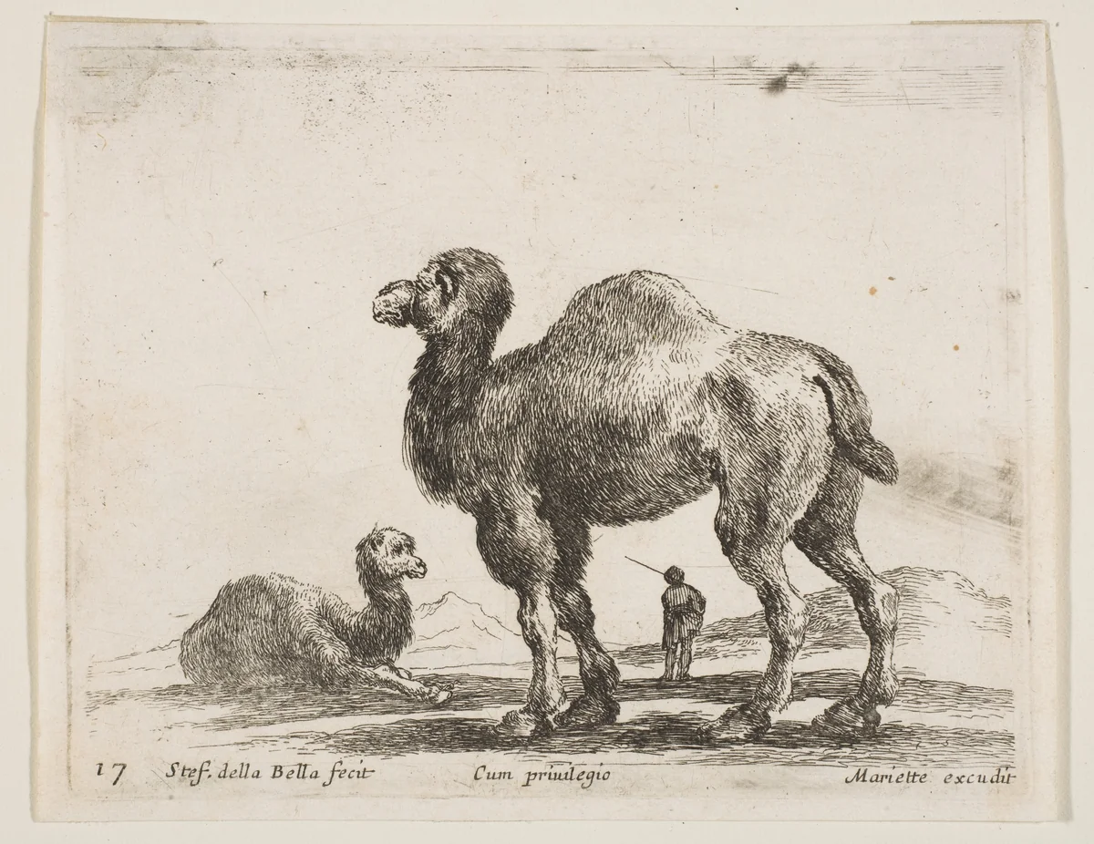 Camels, plate 17 from "Various Animals" (Diversi Animali) by Stefano della Bella, print, 1636-1646