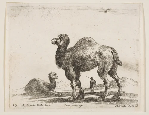 Camels, plate 17 from "Various Animals" (Diversi Animali) by Stefano della Bella, print, 1636-1646