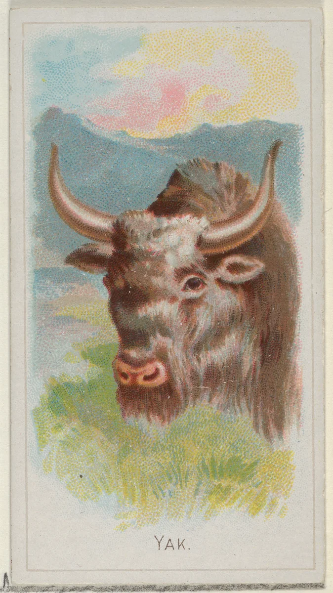 Yak, from the Wild Animals of the World series (N25) for Allen & Ginter Cigarettes by Allen & Ginter, print, 1888