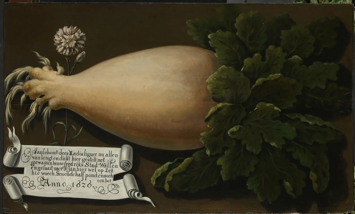 A Giant Radish by anonymous, painting, 1626