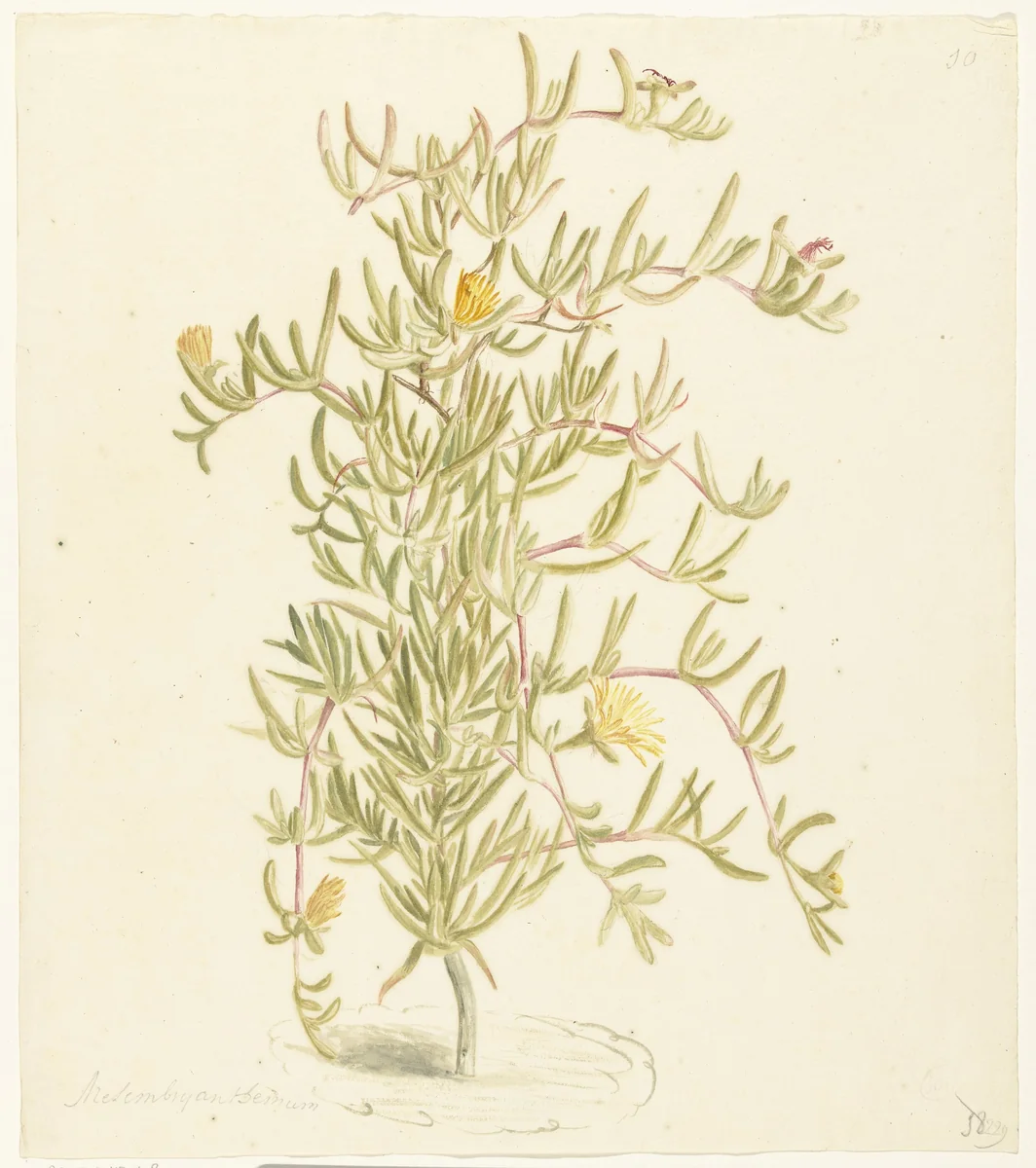 Bloeiende Mesembryanthemum uit de familie der Aizoaceae by Laurens Vincentsz. van der Vinne, drawing, 1668-1729