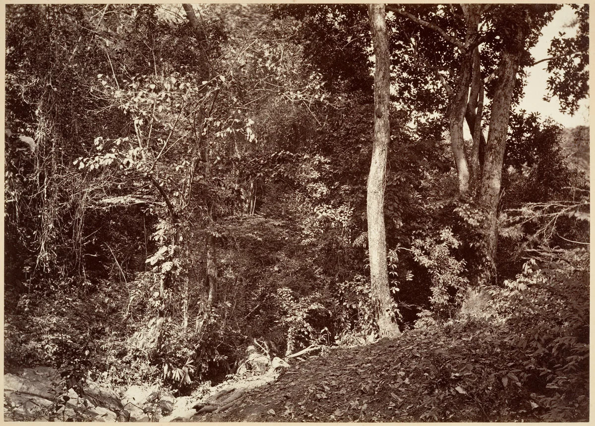 Tropical Scenery, View Near Chipigana by John Moran, photograph, 1871