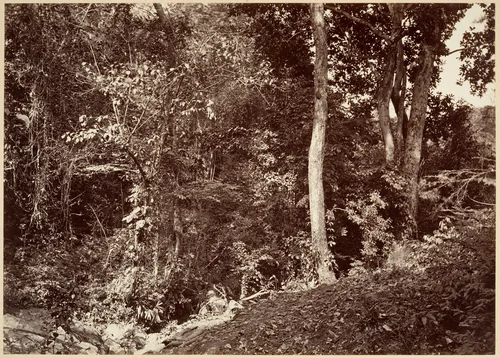 Tropical Scenery, View Near Chipigana by John Moran, photograph, 1871
