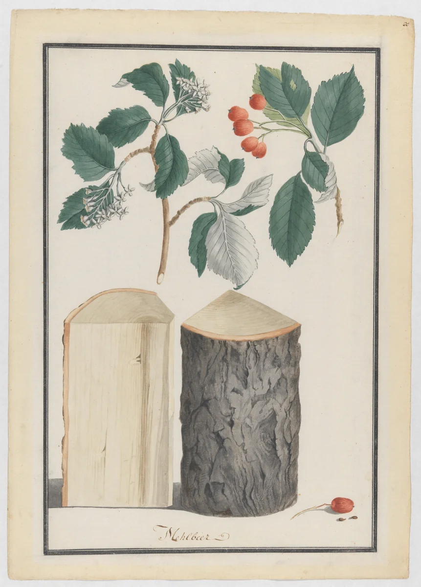 Studies of the leaves, blossoms, fruits and trunk of a whitebeam (Sorbus subgenus Aria) by Ludwig Pfleger, drawing, 1788