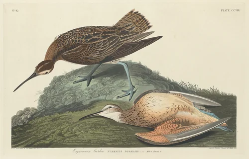 Esquimaux Curlew by Robert Havell, Jr.; John James Audubon, print, 1834