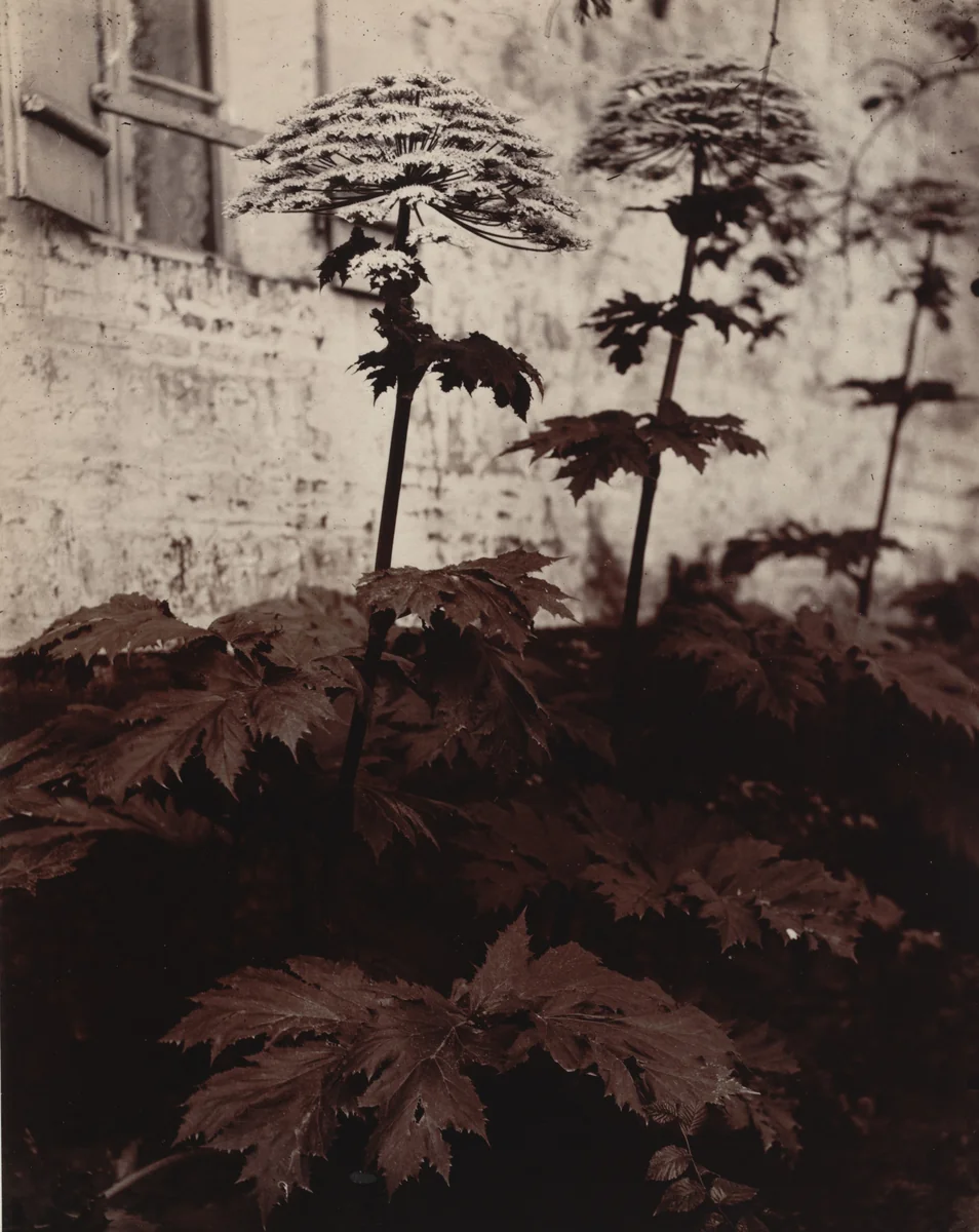 Ombelles by Eugène Atget, photograph, 1900