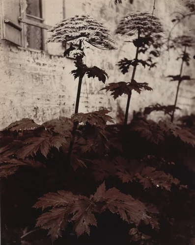 Ombelles by Eugène Atget, photograph, 1900