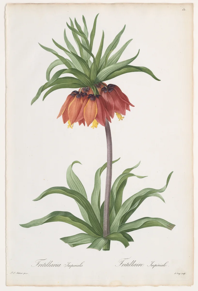 Crown Imperial (Fritillaria imperialis), from Les Liliacées by Pierre-Joseph Redouté, print, 1802-1816