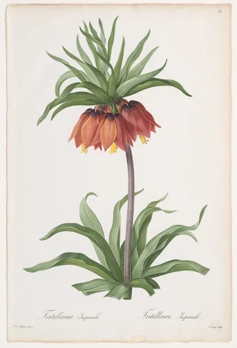 Crown Imperial (Fritillaria imperialis), from Les Liliacées by Pierre-Joseph Redouté, print, 1802-1816
