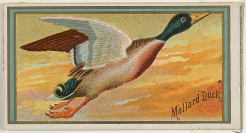 Mallard Duck, from the Game Birds series (N13) for Allen & Ginter Cigarettes Brands by Allen & Ginter, print, 1889