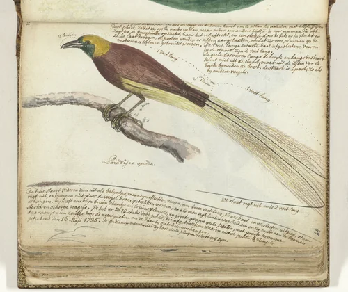 Bird of Paradise by Jan Brandes, drawing, 1785