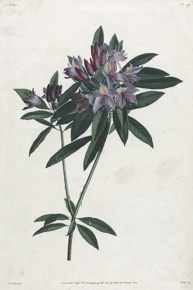 Pontic Rhododendron by Jean Louis Prévost, print, 1805