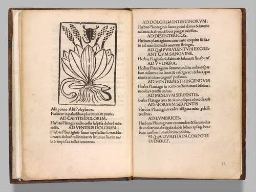 Herbarium by Pseudo-Apuleius Platonicus, book, 1483-1484