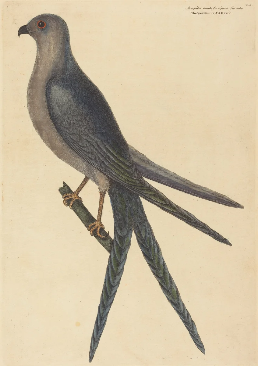 The Swallow Tail Hawk (Falco furcatus) by Mark Catesby, print, 1754