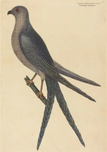 The Swallow Tail Hawk (Falco furcatus) by Mark Catesby, print, 1754