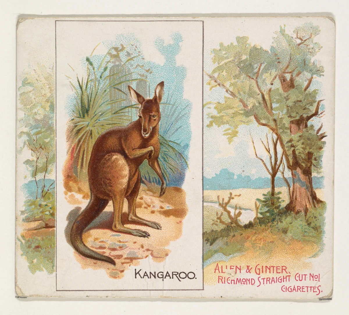 Kangaroo, from Quadrupeds series (N41) for Allen & Ginter Cigarettes by Allen & Ginter, print, 1890